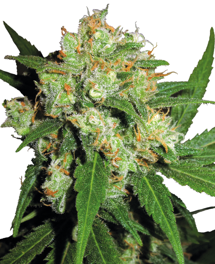 Sensi Skunk - Sensi Seeds