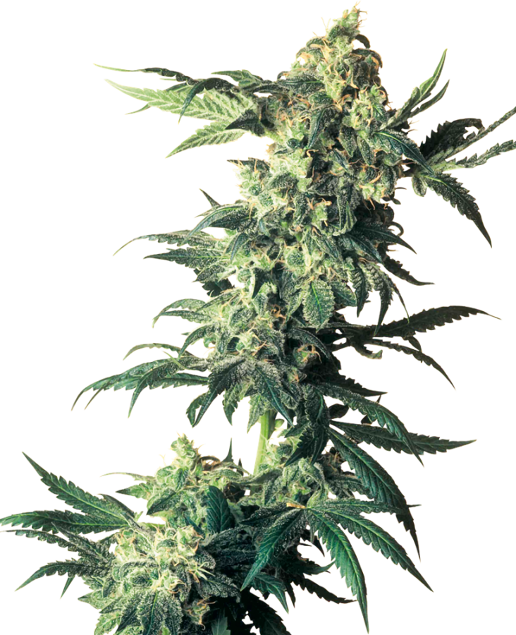 Northern Lights - Sensi Seeds