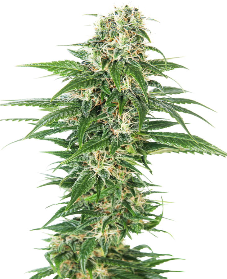 Early Skunk Auto - Sensi Seeds