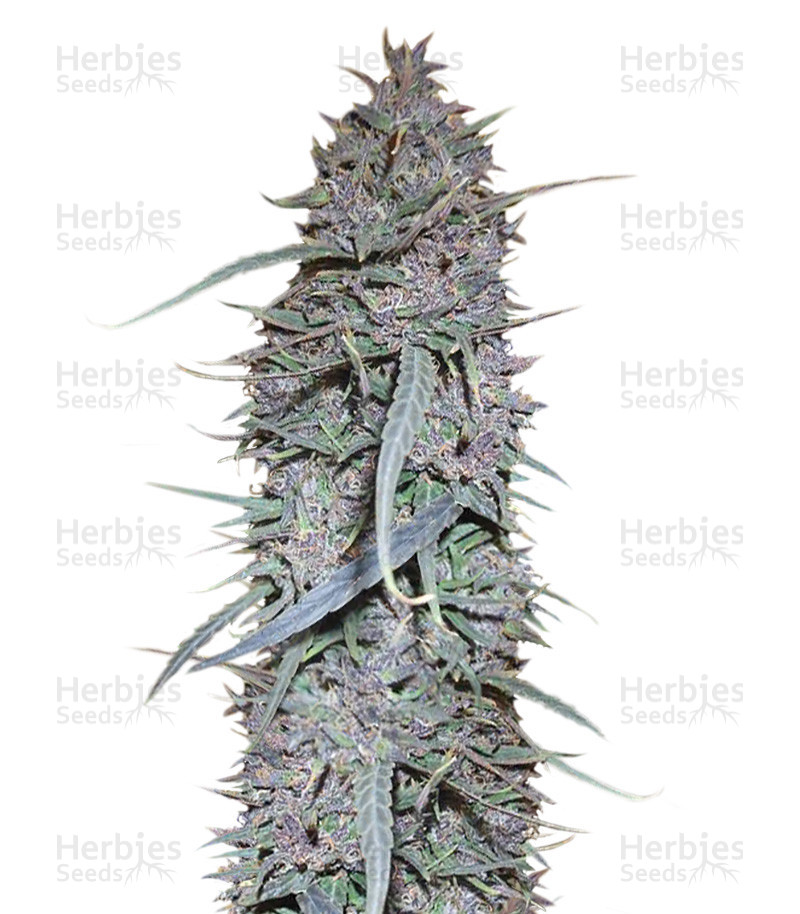 Purple Haze x Malawi Regular (Ace Seeds) Cannabis-Samen