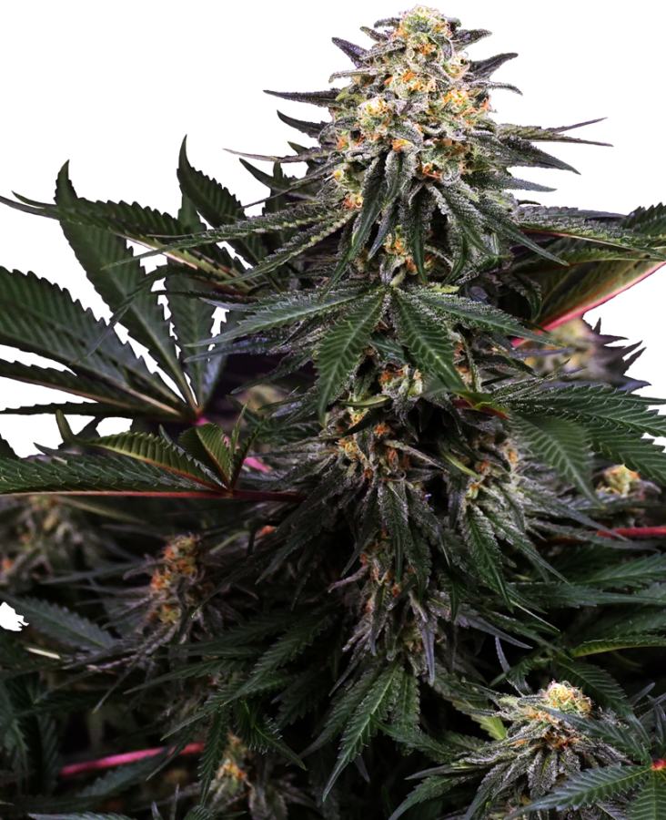 Lockdown Kush - Sensi Seeds