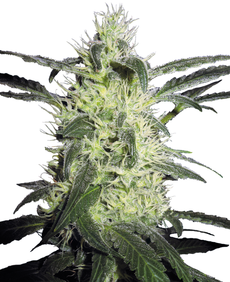 Silver Haze - Sensi Seeds