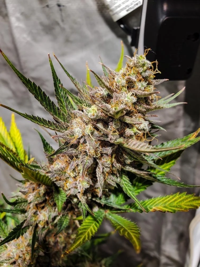 Cheese Auto (Original) - FastBuds Seeds