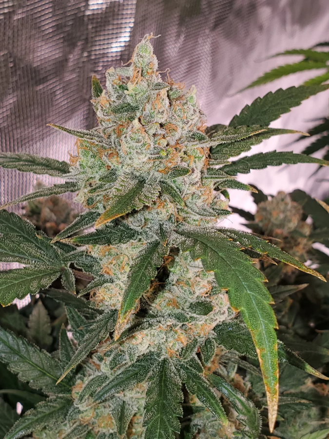 Chemdawg Auto (Original) - FastBuds Seeds