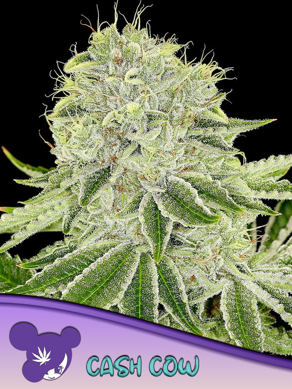 Cash Cow - Anesia Seeds