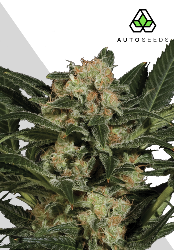 Candy Kush Autoflower - Auto Seeds