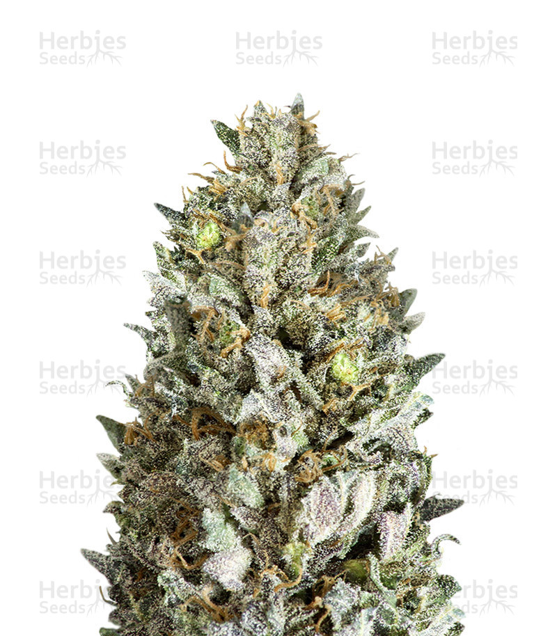 Diesel Drift (Heavyweight Seeds) Cannabis-Samen