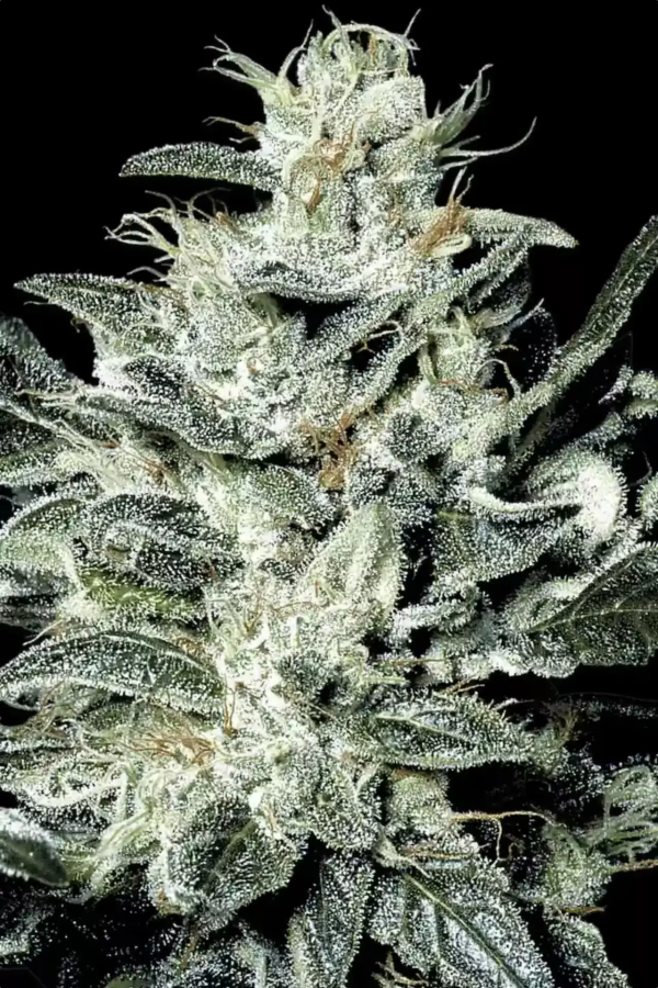 Sensi Star - Paradise Seeds