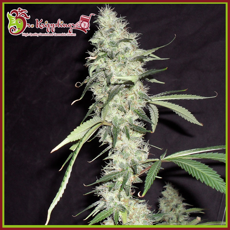 Sonic Bloom Auto - Dr Krippling Seeds