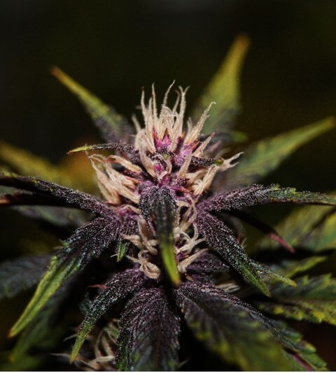 Purplediol Auto CBD - élite Seeds