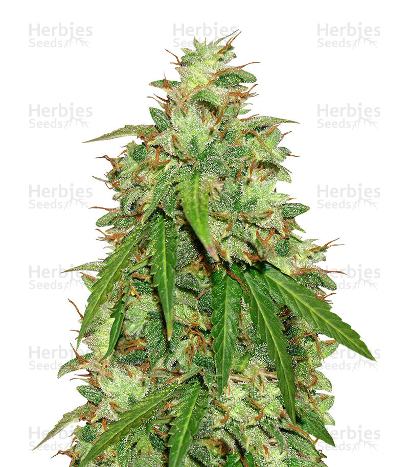 Girl Scout Cookies Auto (Original Sensible Seeds) Cannabis-Samen