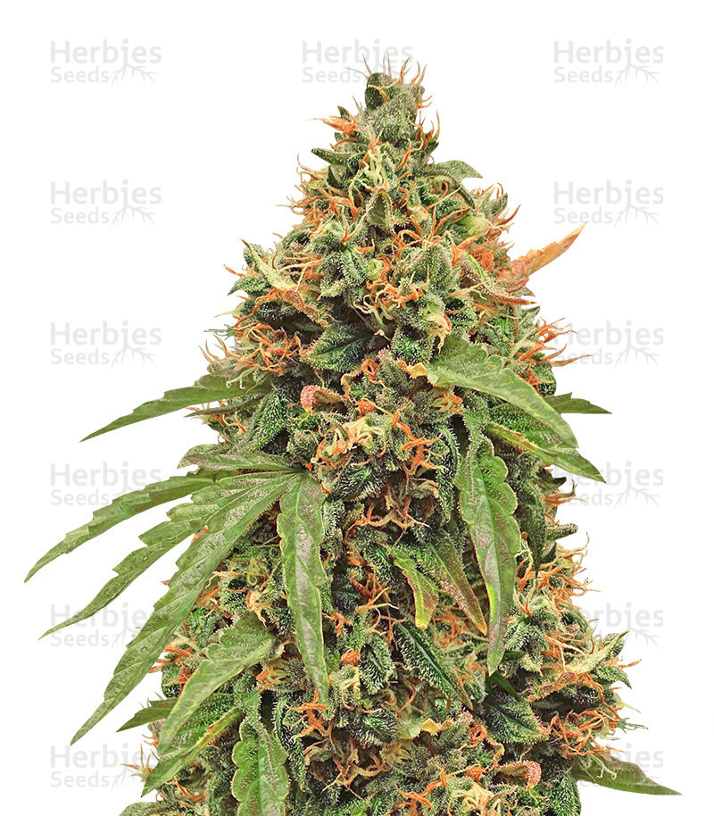 Purple Haze Auto feminisierte Samen (Original Sensible Seeds)