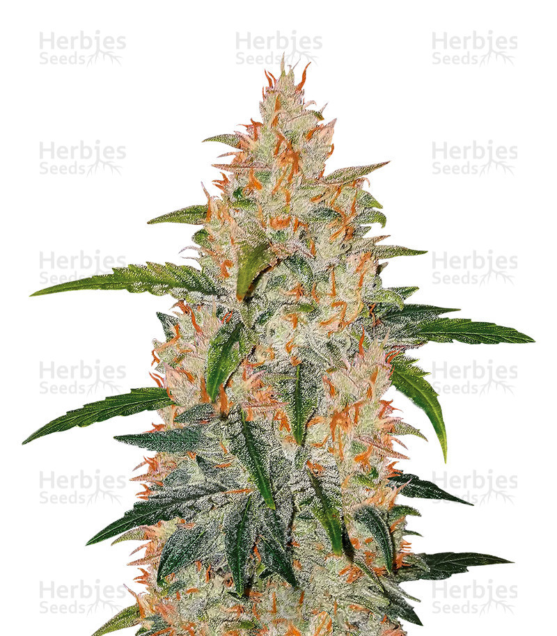 Z Auto (Original Sensible Seeds) Cannabis-Samen