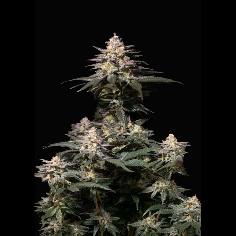 Purple Lemonade FF - FastBuds Seeds