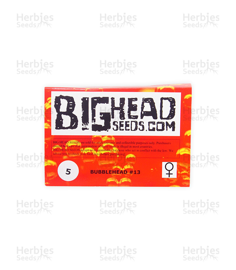 Bubblehead 13 (Big Head Seeds) Cannabis-Samen