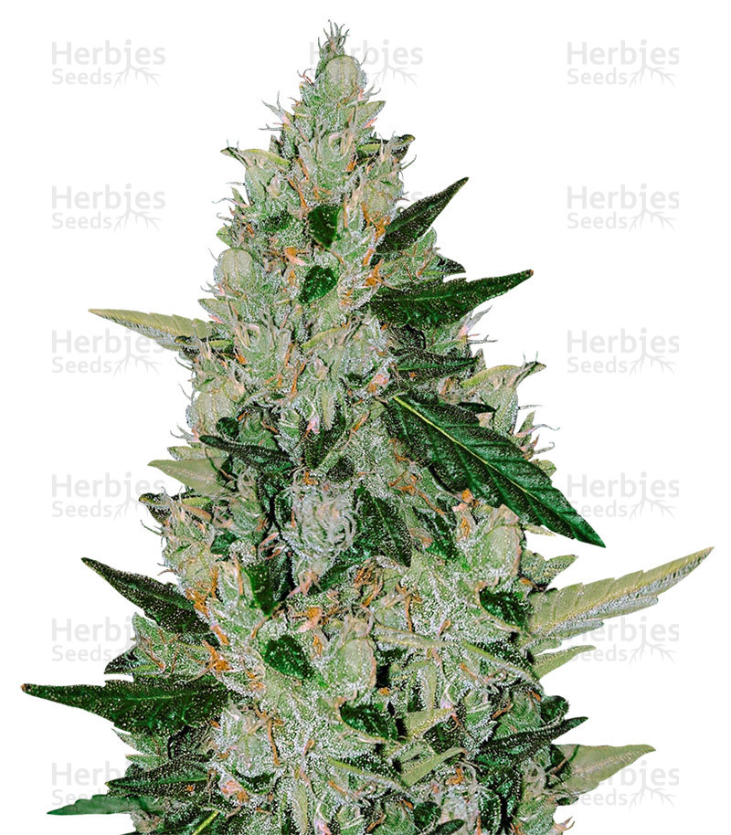 Amnesia Haze Auto (Expert Seeds) Cannabis-Samen