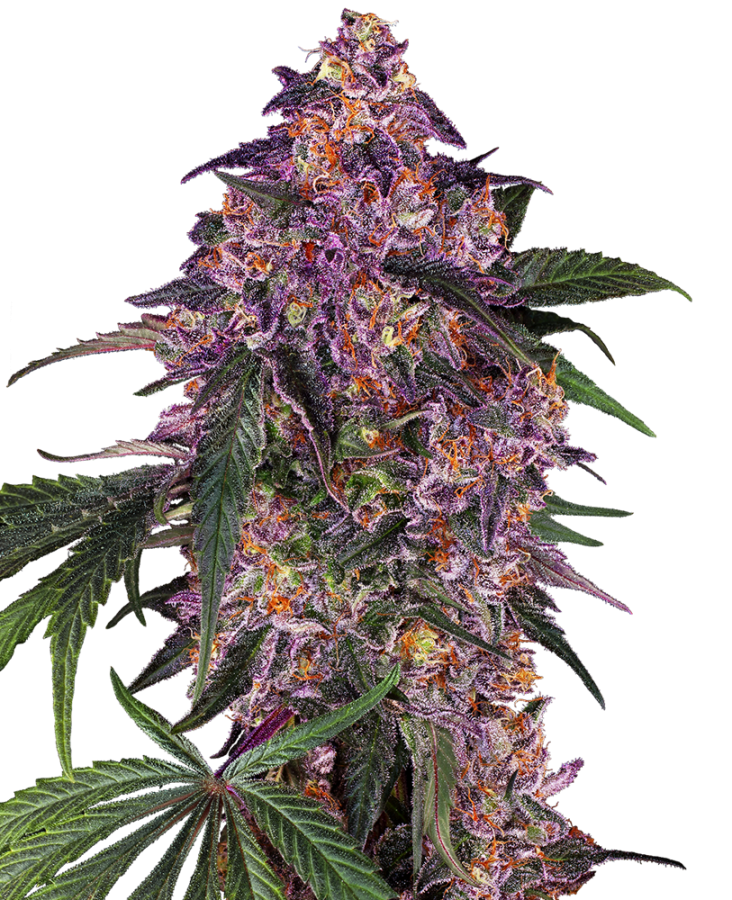 Sensi Purple Kush - Sensi Seeds