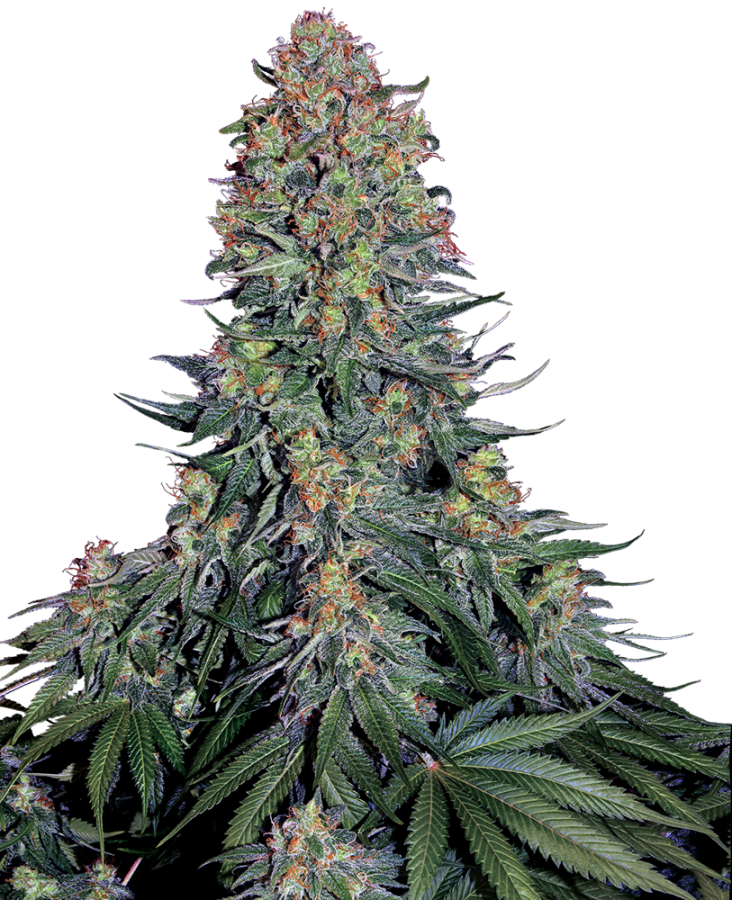 Blue Skunk - Sensi Seeds