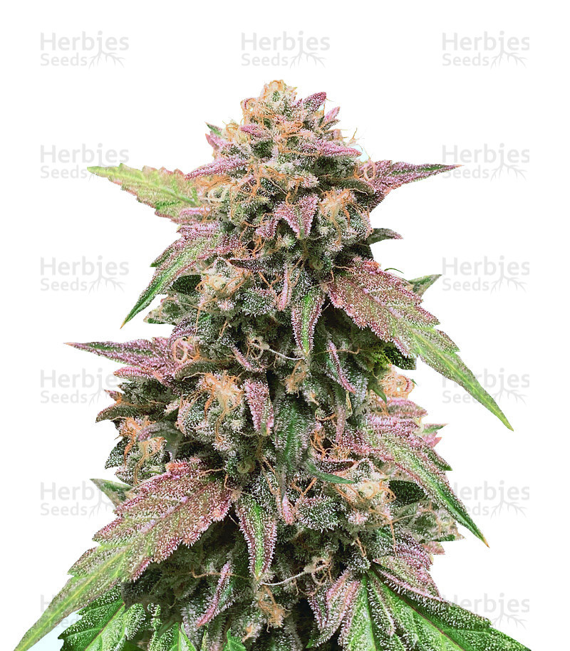 Blue Amnesia Auto (Ministry Of Cannabis) Cannabis-Samen