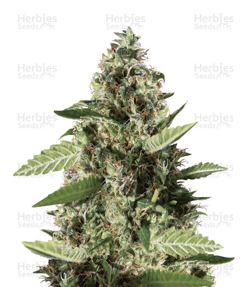 Bruce Banner #3 (BlimBurn Seeds) Cannabis-Samen