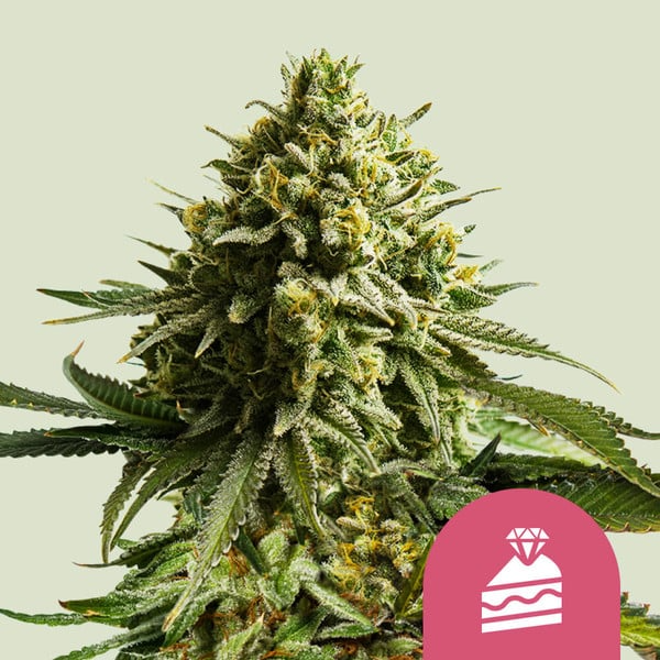 Wedding Cake - Royal Queen Seeds