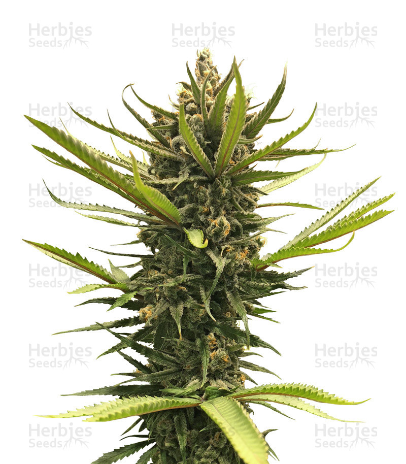 Blue Dream (BlimBurn Seeds) Cannabis-Samen