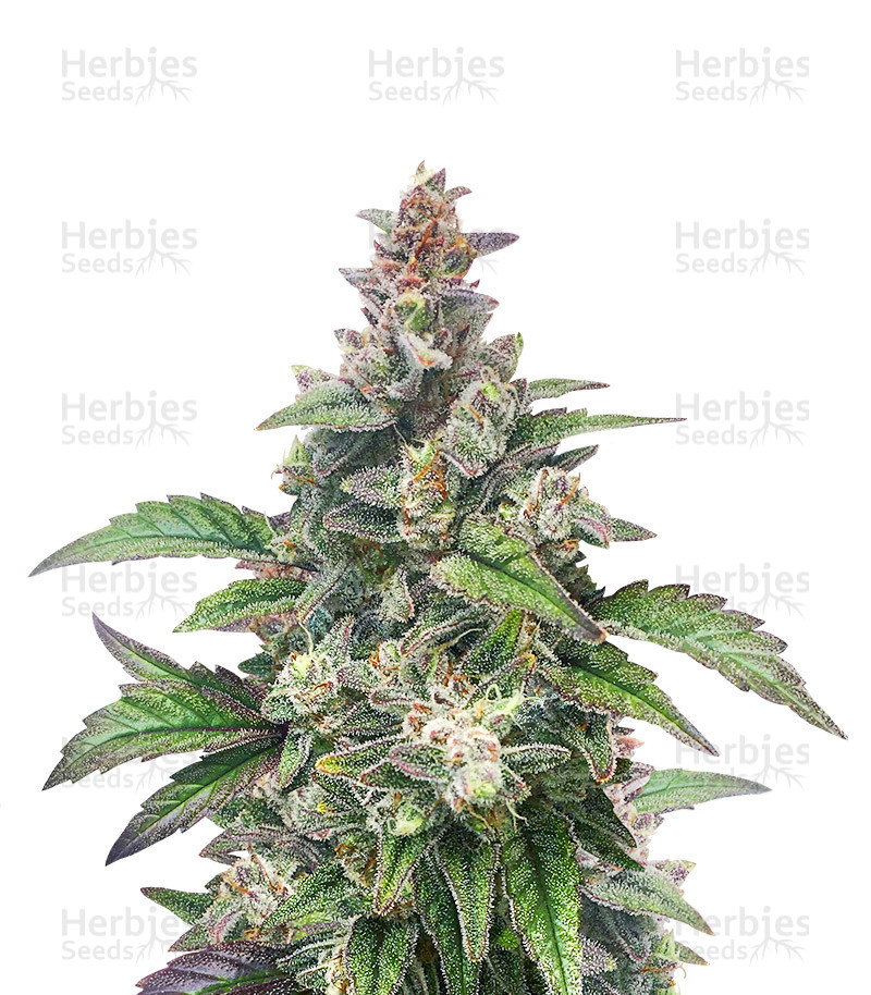 Chocolopez (BlimBurn Seeds) Cannabis-Samen