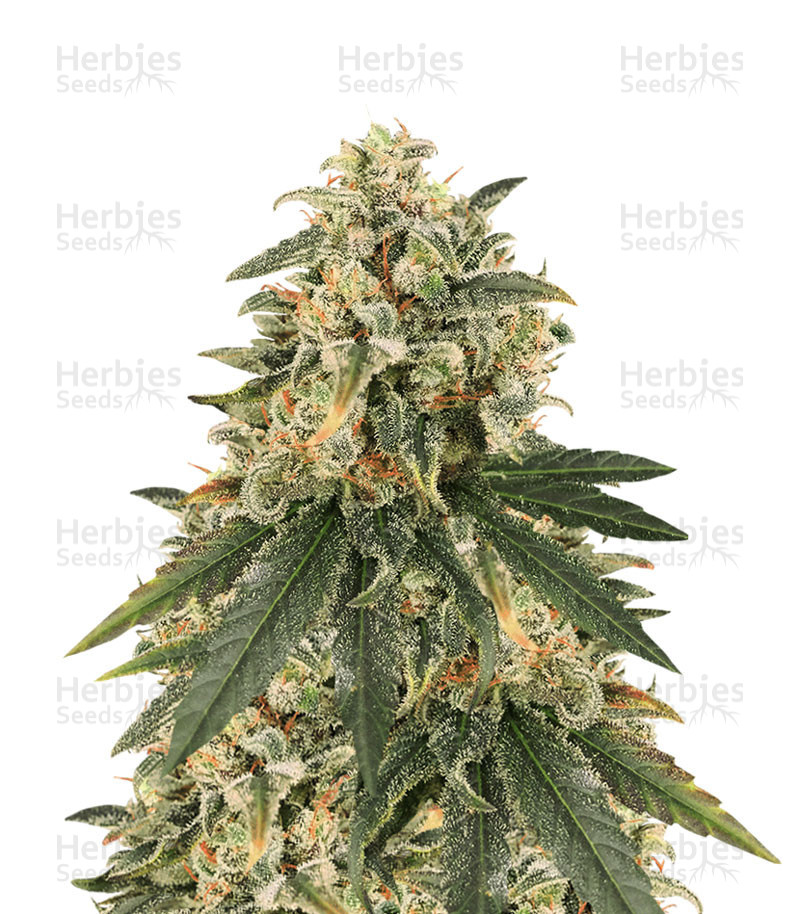 Sour Tang Kripple (Dr. Krippling Seeds) Cannabis-Samen