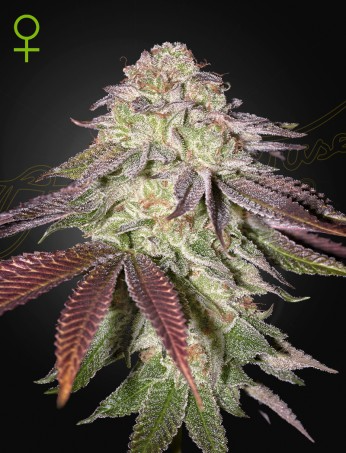 Sugarlato Auto - GreenHouse Seeds