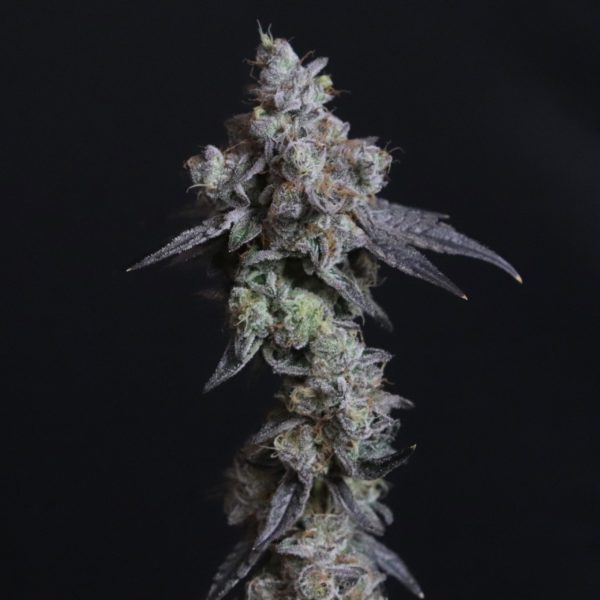 Lady Kush - Elev8 Seeds