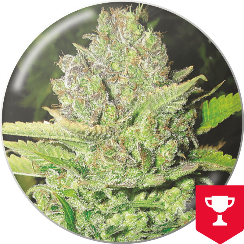 Devil Fruit - Medical Seeds