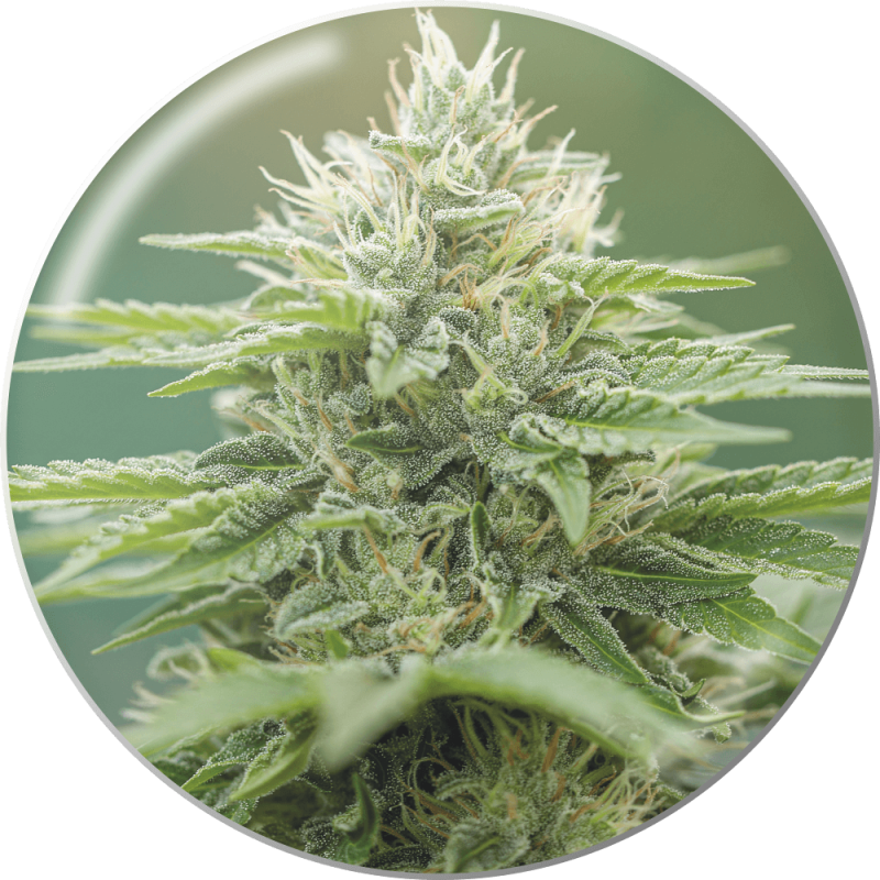 Eboshi CBG - Medical Seeds