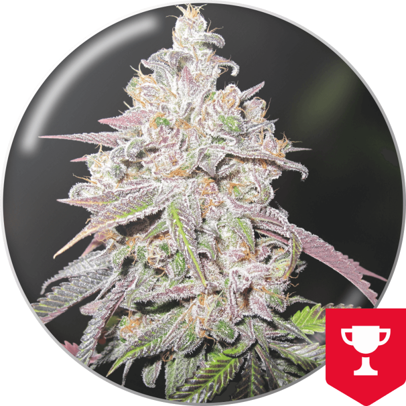 Mendocino Chanel Kush - Medical Seeds