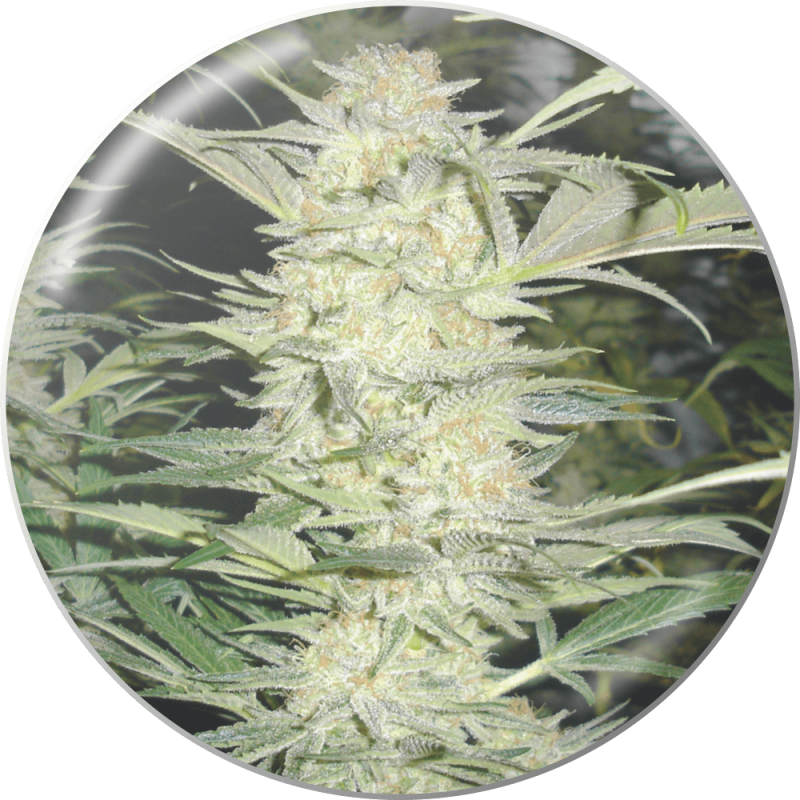 White Widow - Medical Seeds