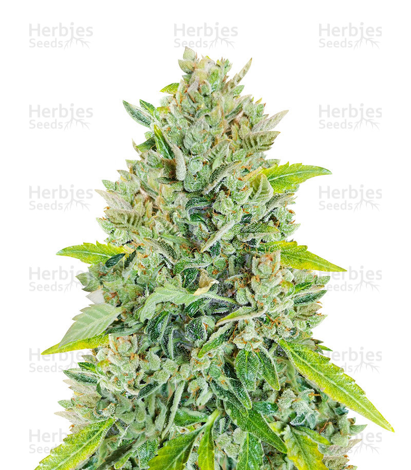 Original Auto Russian (Fast Buds) Cannabis-Samen