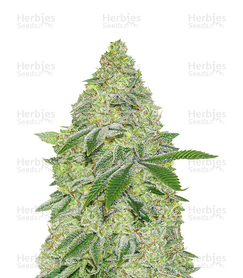 Sherbet Autoflower (Seedstockers) Cannabis-Samen