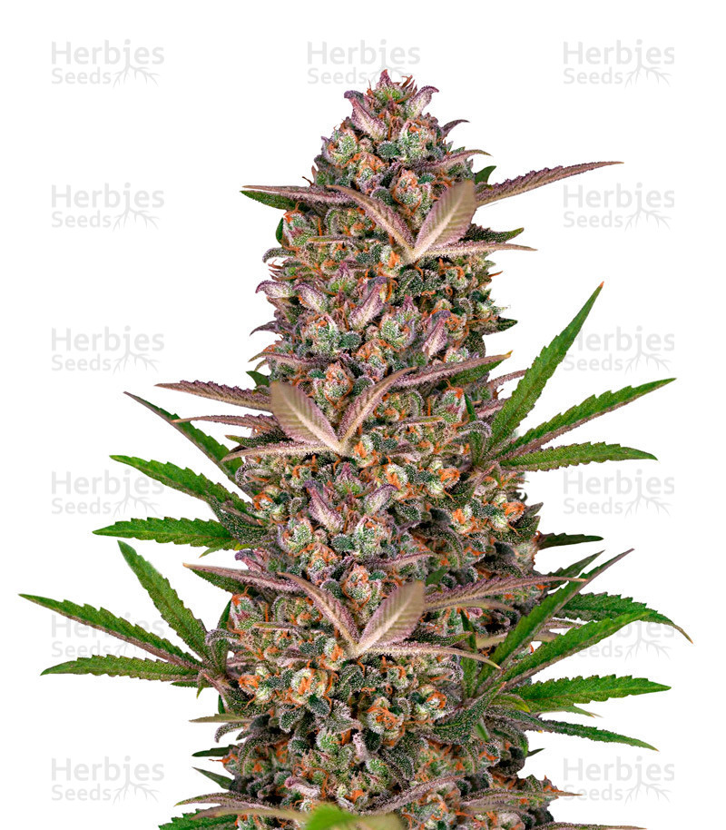 Bruce Banner Auto - feminisierte Samen von Sweet Seeds