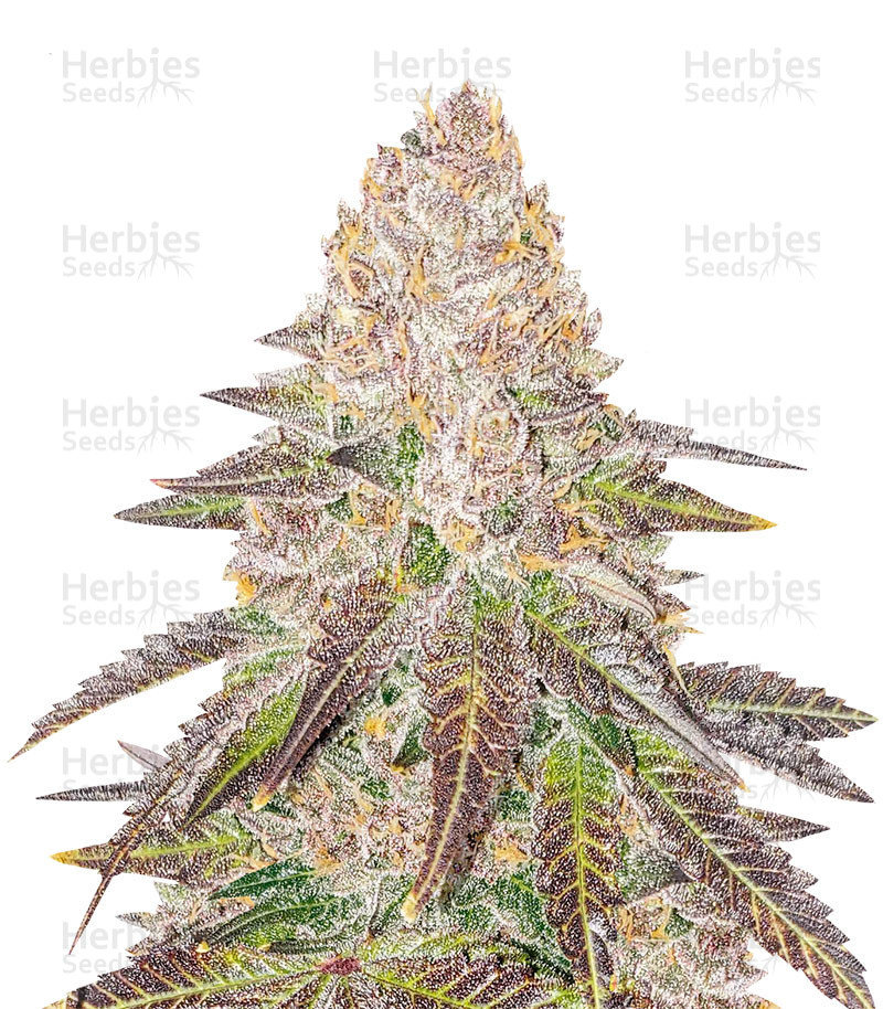 Red Hot Cookies feminisiertes Saatgut (Sweet Seeds)