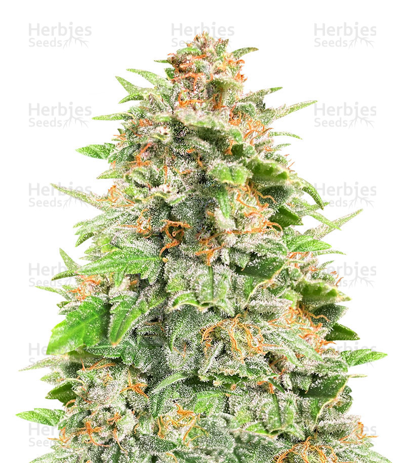 Cherry Cola Auto feminisierte Samen (Fast Buds)