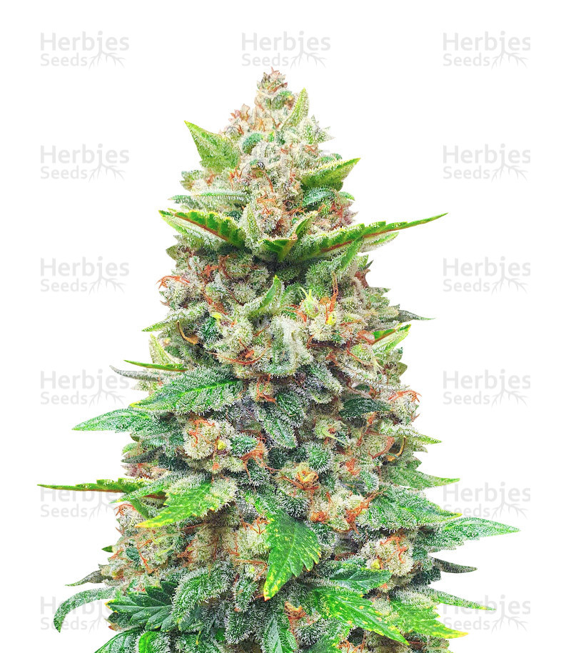 Strawberry Gorilla Auto feminisierte Samen (Fast Buds)