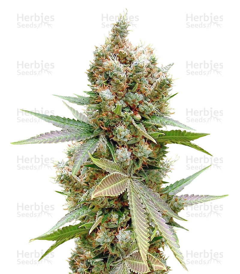 Banana Sapphire Samen feminisiert (Humboldt Seeds)