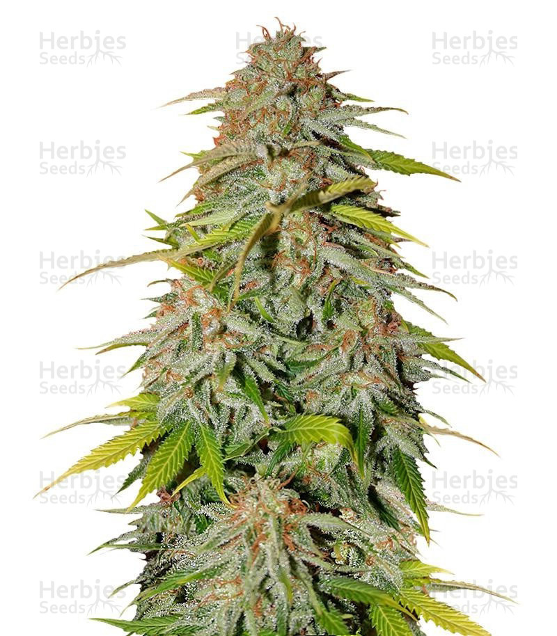 Ice Cream Cake Fast Flowering Samen feminisiert (Humboldt Seeds)