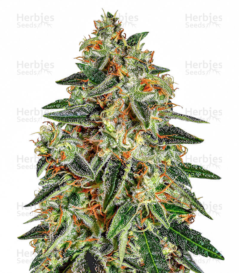 Runtz x Layer Cake feminisierte Samen (Barney's Farm)