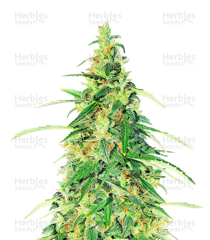 Apple Betty Auto-Samen (Herbies Seeds)