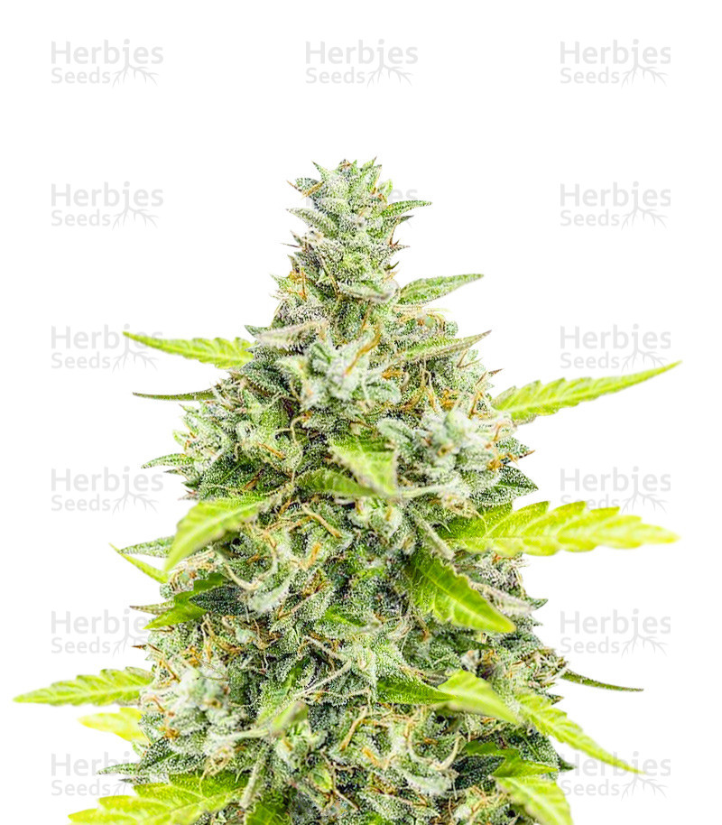 Choco Thai Auto-Samen (Herbies Seeds)