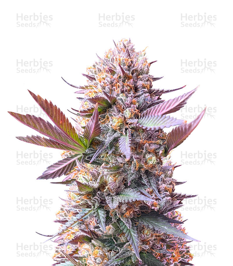 Purple Lemonade Fast Flowering feminisierte Samen (Fast Buds)