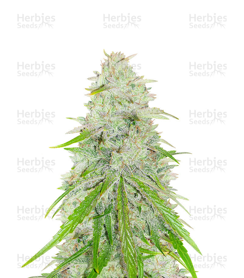 Purple Punch x Lemon Drizzle feminisierte Samen (Barney’s Farm)