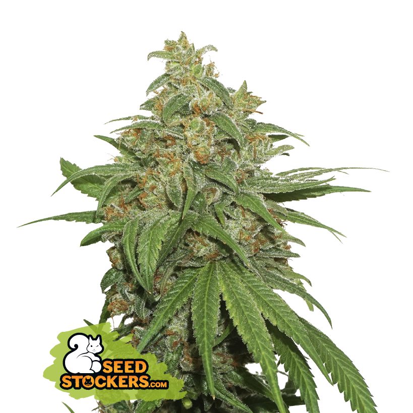 AK420 Auto - SeedStockers