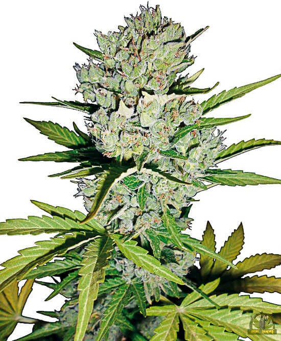 Super Skunk Automatic - White Label Seeds