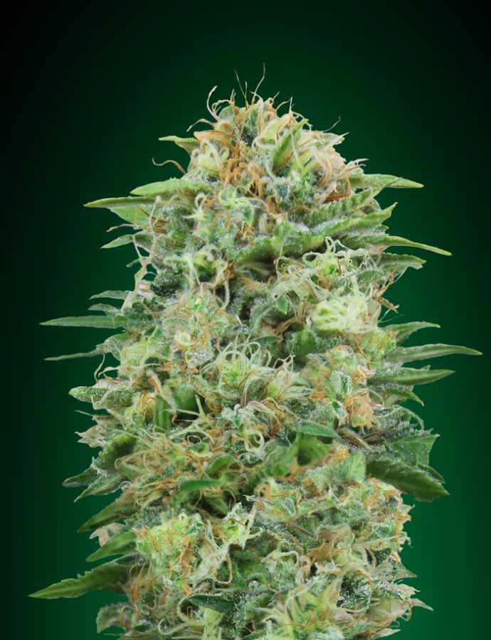 White Widow CBD - 00 Seeds Seedsbank